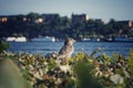 close-up of bird perching on bush against river