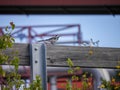 Close-up of a bird perching on railing Royalty Free Stock Photo