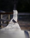 Close-up of bird perching on wooden railing Royalty Free Stock Photo