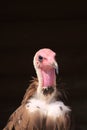 Close-up of the head of a bird of pray called the hooded vulture Royalty Free Stock Photo