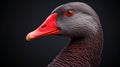 A close up of a bird with red beak and orange eyes, AI Royalty Free Stock Photo