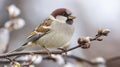 close up of bird is sitting on the bench in the nature, bird in the nature Royalty Free Stock Photo