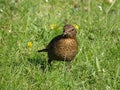 Blackbird on meadow Royalty Free Stock Photo
