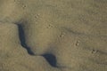 Bird tracks in rippled beach sand.