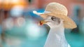 A close up of a bird wearing a hat, close-up portrait of a seagull bird traveller in front of canal with boats