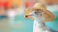 A close up of a bird wearing a straw hat, close-up portrait of a seagull bird traveller in front of canal with boats Royalty Free Stock Photo