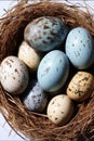 A close up of a bird's nest with eggs Various eggs from different birds, assorted collection.