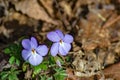 Two Birdfoot Violet Wildflowers