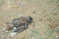 Birds fall from the nest on the tree,Sparrow bird on the ground Royalty Free Stock Photo