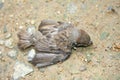 Birds fall from the nest on the tree,Sparrow bird on the ground Royalty Free Stock Photo