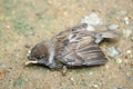 Birds fall from the nest on the tree,Sparrow bird on the ground Royalty Free Stock Photo