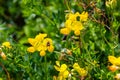 Close up of birds foot trefoil lotus corniculatus flowers in bloom Royalty Free Stock Photo