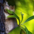 Close Up Of A Birds-Nest Fern Royalty Free Stock Photo