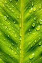 Close up of birds nest fern leaf with water drop texture background Royalty Free Stock Photo