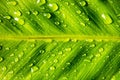 Close up of birds nest fern leaf with water drop texture background Royalty Free Stock Photo