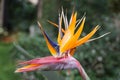 Close up of the \'Birds of Paradise\' flowering plant