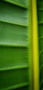 Close up of birds of paradise leaf