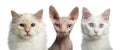 Close-up of a Birman cat, a Main coon kitten and a Sphynx Royalty Free Stock Photo