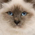 Close-up of Birman cat's face