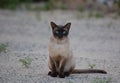 Close-up of Birman cat`s face, 5 months old Royalty Free Stock Photo