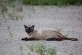 Close-up of Birman cat`s face, 5 months old Royalty Free Stock Photo