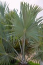 Close up of the Bismarckia Nobilis (blue palm) on Bonaire.