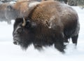 Close up of a bison charging through the snow