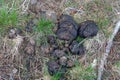 Close up of bison poop in the grass at Yellowstone National Park