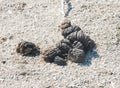 Close up of Bison stack Excrement. A non-invasive method used for studying threatened species.