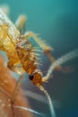 close up biting flea macro Royalty Free Stock Photo