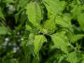 Close up Bitter bush or Siam weed leaf Royalty Free Stock Photo