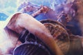Close-up of bivalves-mussels, scallops and oysters in seawater Royalty Free Stock Photo
