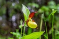 Close up of the bizarre looking ladys slipper orchid in sunlight