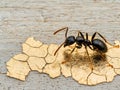 close-up of a black ant on a cracked surface Royalty Free Stock Photo