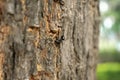 Close up of a black ant