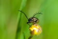 Close-up black bark beetle with large branchy feelers on a bud of globeflower