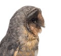 Close-up of a Black barn owl (Tyto alba)