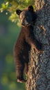 Black bear cub on tree