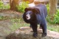 Close up of black bear in summer forest