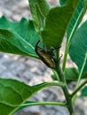 Neotropical rhinoceros beetles on Ewuro, bitter leaf plant, lekki Lagos Nigeria. Elephant beetle from Lekki Lagos Nigeria