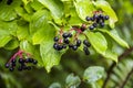 A black berries of bloody dogwood Cornus sanguinea Royalty Free Stock Photo