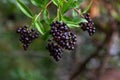 Close up black berries on brunches of a bush of wild privet Royalty Free Stock Photo