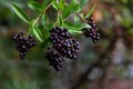 Close up black berries on brunches of a bush of wild privet Royalty Free Stock Photo