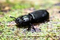 Close up black bess beetle outdoors Royalty Free Stock Photo