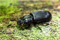 Close up black bess beetle outdoors Royalty Free Stock Photo