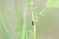 A black big carpenter ant descending from a wild plant with carrying a seed with blur background of nature Royalty Free Stock Photo