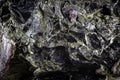 Close up on a black biotite mineral