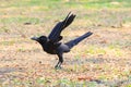 Close up black birds crow perching on field