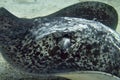 Close-up. A black-blotched stingray rises from the bottom Royalty Free Stock Photo