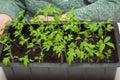 Close-up of a black box with young green seedlings of tomatoes.